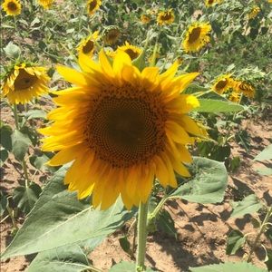 Meet your Posher, Brenda